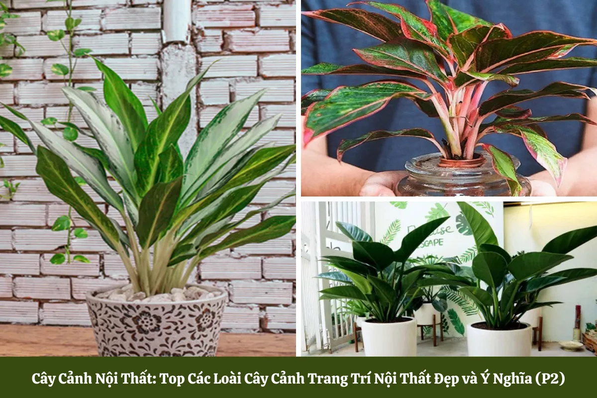 Cây Cảnh Nội Thất Đẹp và Ý Nghĩa