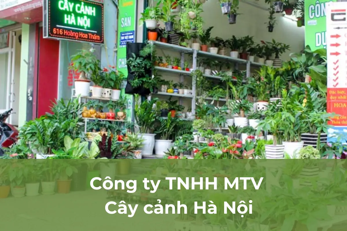 Công ty TNHH MTV Cây cảnh Hà Nội: Công ty mua bán cây cảnh chuyên nghiệp