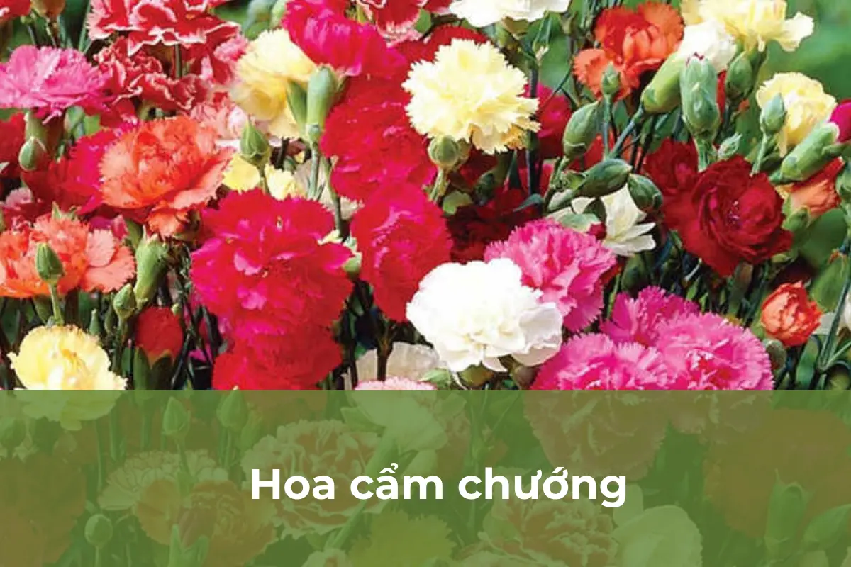 Hoa cẩm chướng