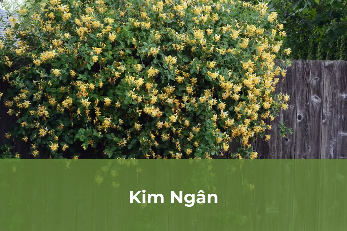 Kim Ngân - Cây cảnh tặng vào ngày Quốc tế Phụ nữ số 4