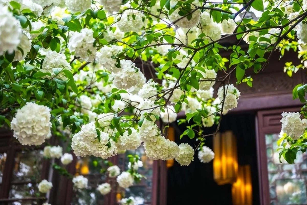 Cây cảnh này không chỉ mang cho không gian sự tươi mới, mà còn có mang ý nghĩa phong thủy tốt đẹp giúp cho gia chủ có nhiều may mắn trong cuộc sống, tài lộc dồi dào.