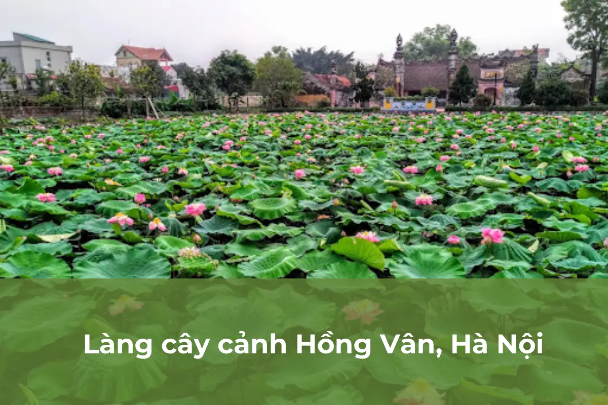 Hồng Vân, Hà Nội - Điểm sáng trên bản đồ làng cây cảnh Việt