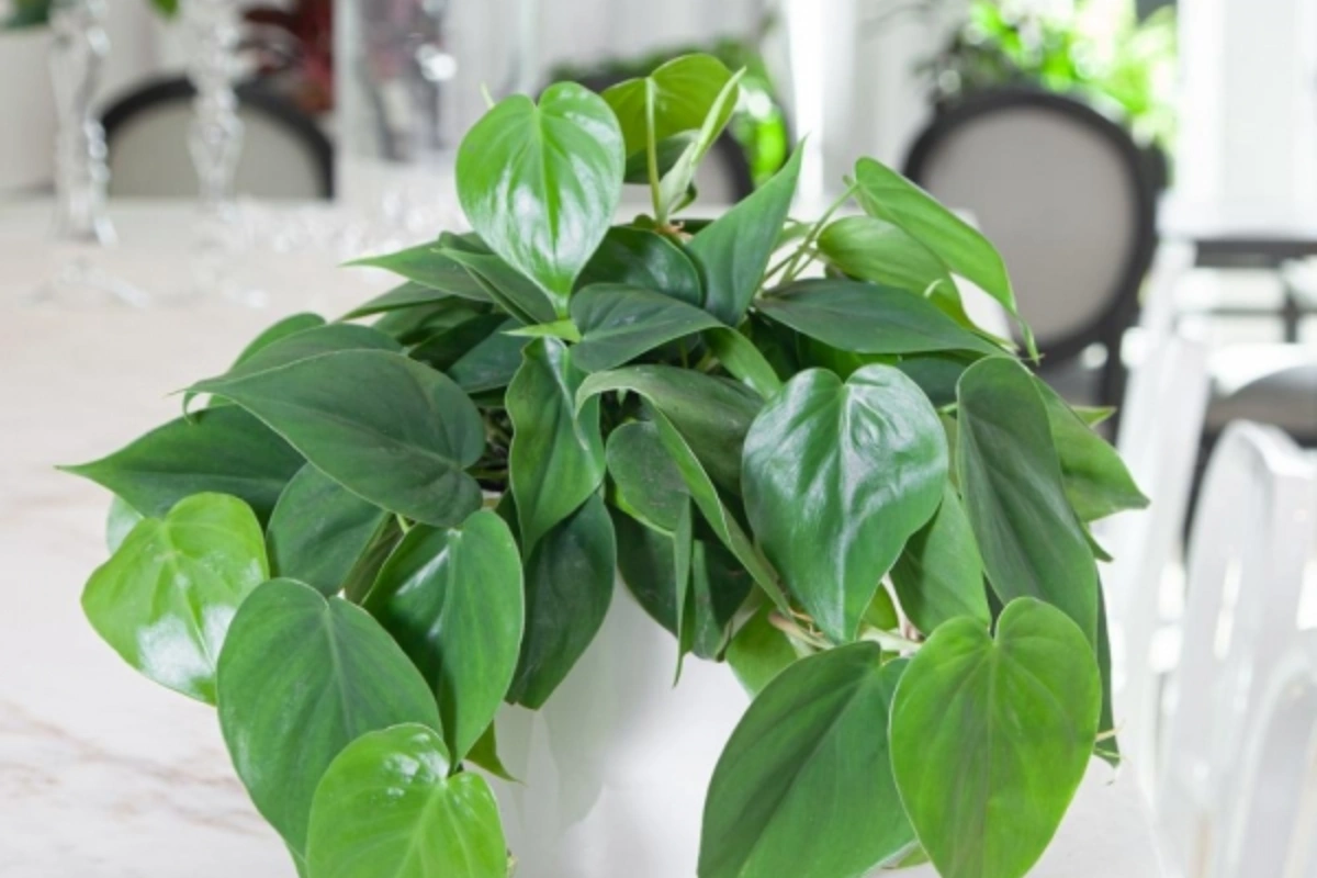 Màu xanh mướt của những chiếc lá to