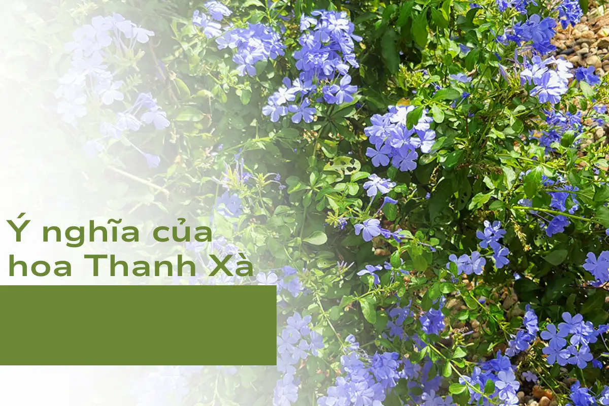 Ý nghĩa của hoa Thanh Xà