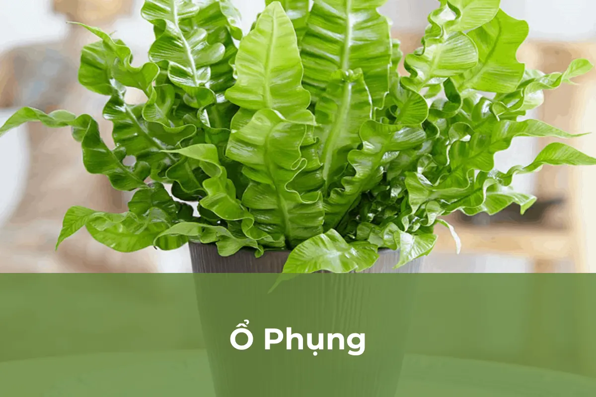 Ráng Ổ Phụng - Cây cảnh an toàn số 5