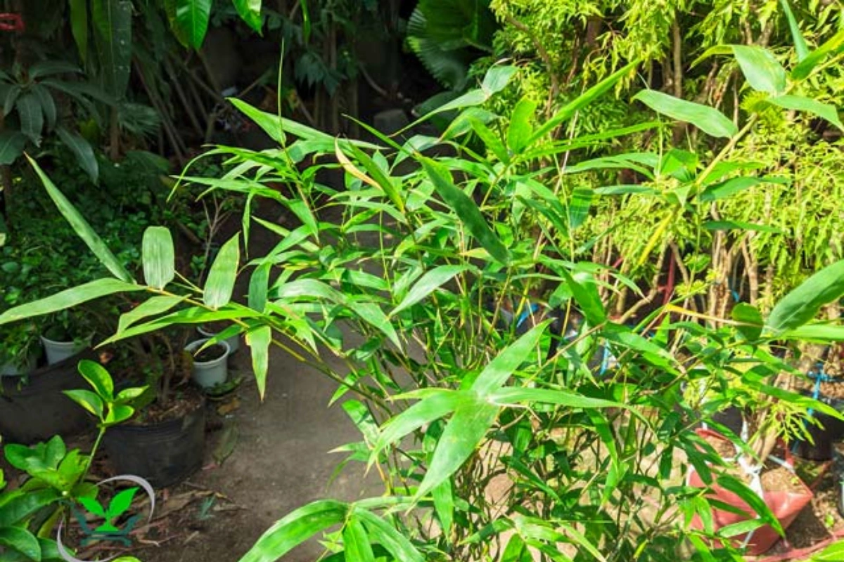 Ngoại hình của loài cây này khá bắt mắt và độc đáo