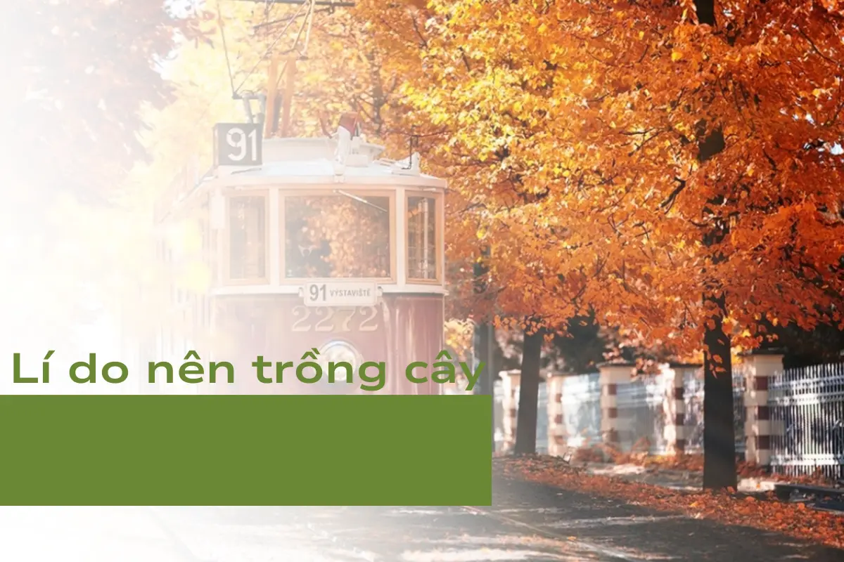 Lí do nên trồng cây