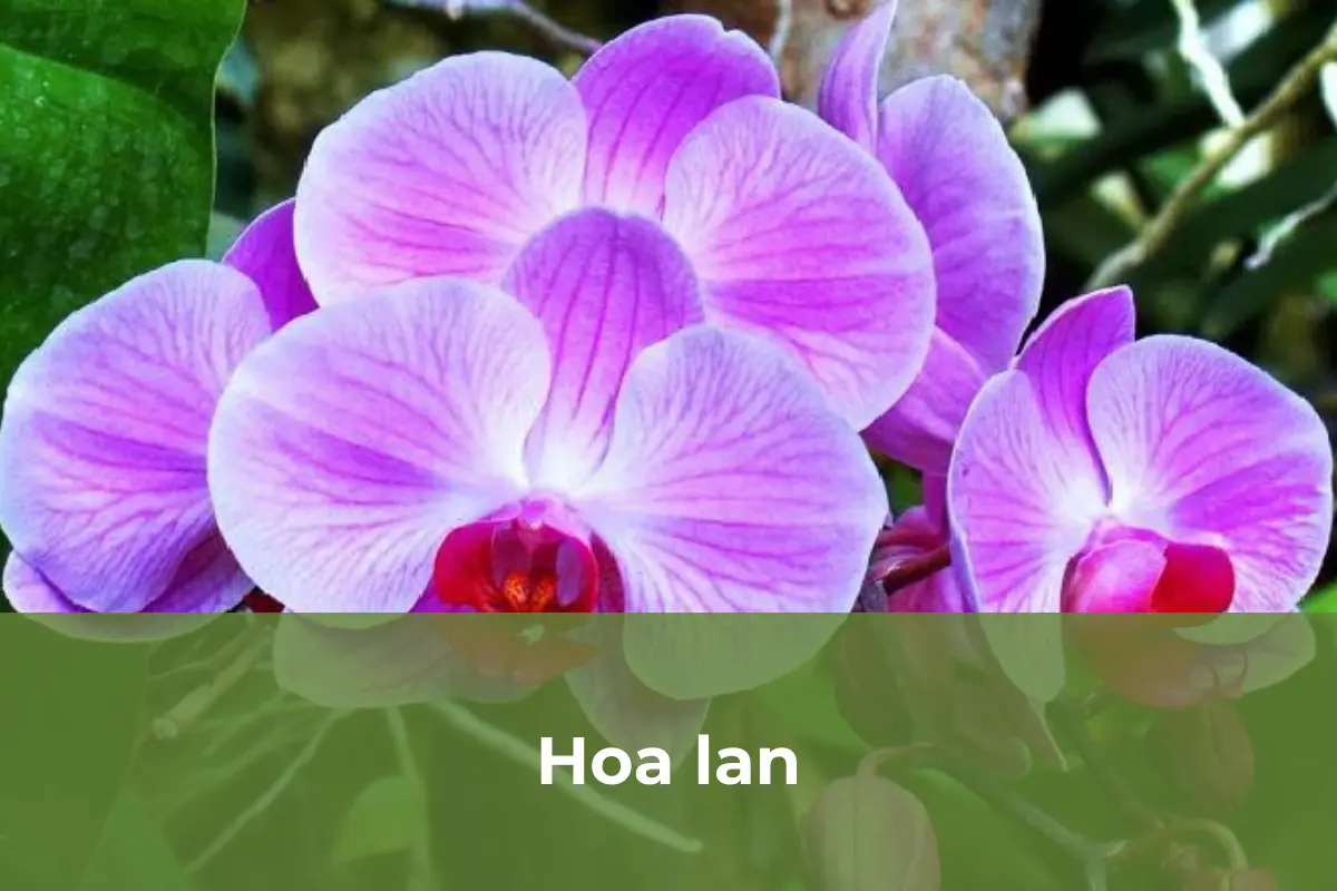Hoa lan