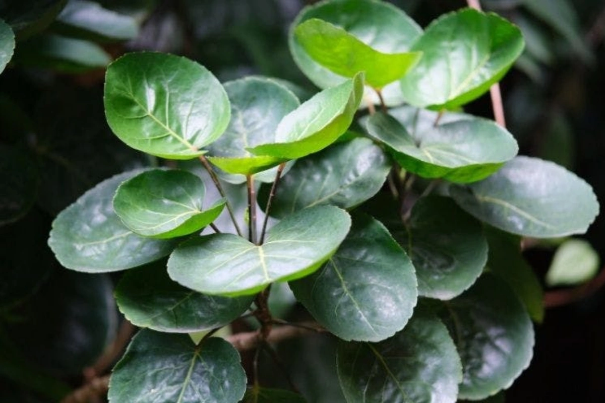 Cây cảnh này có nguồn gốc từ Ấn Độ và Polynesia