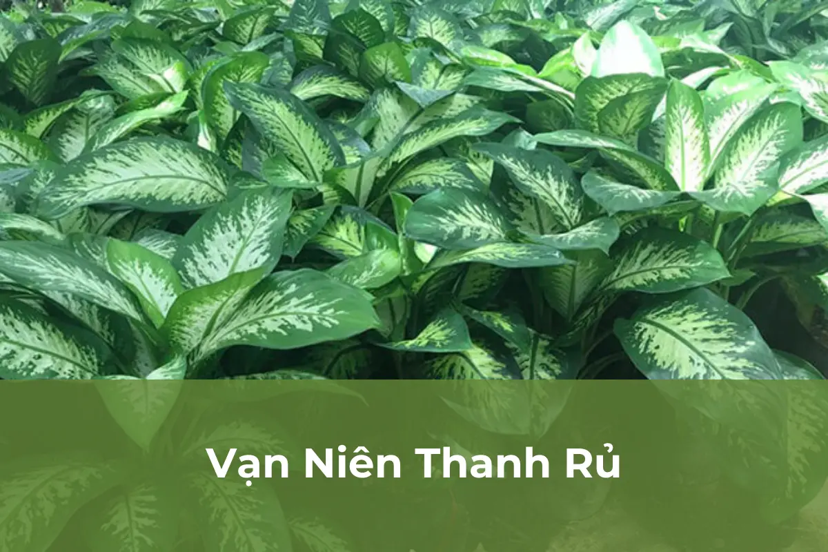 Vạn Niên Thanh Rủ