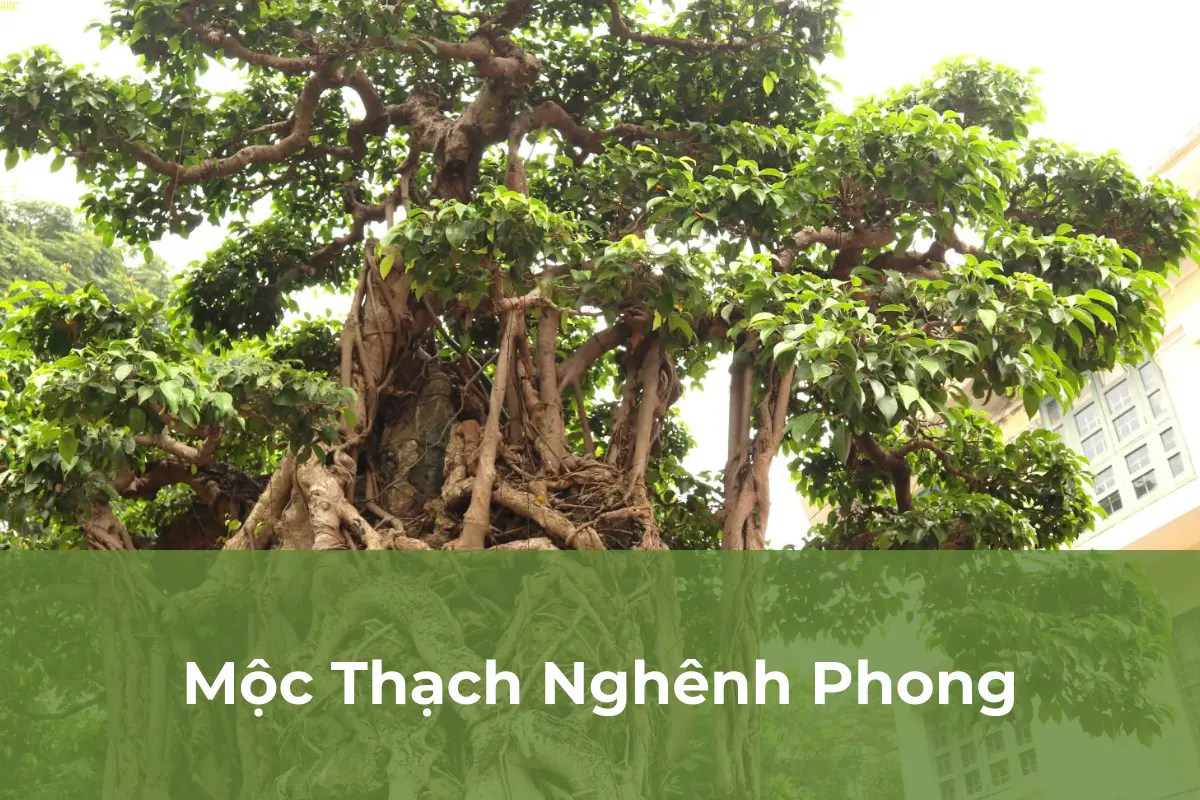 Mộc Thạch Nghênh Phong - Cây cảnh đắt nhất Việt Nam số 2
