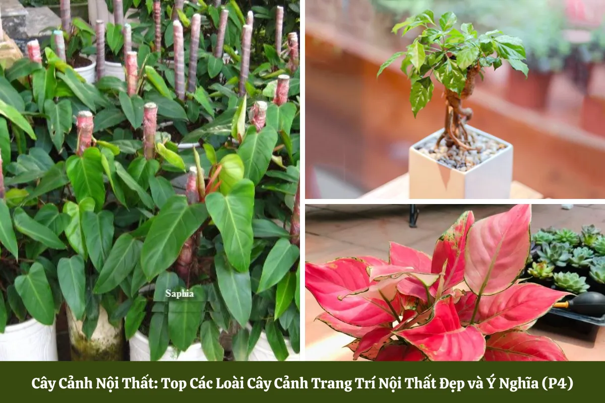 Cây Cảnh Nội Thất Đẹp và Ý Nghĩa