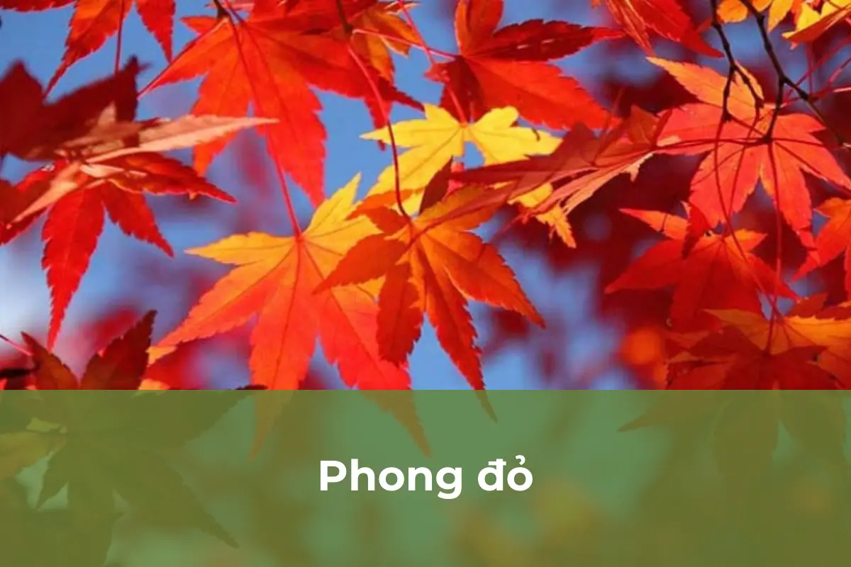 Phong đỏ - Cây cảnh lá màu phù hợp trồng vào mùa thu