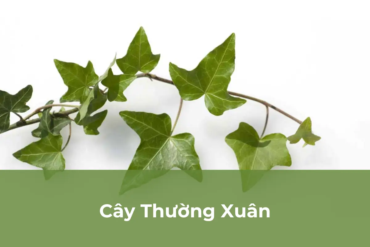 Cây Thường Xuân
