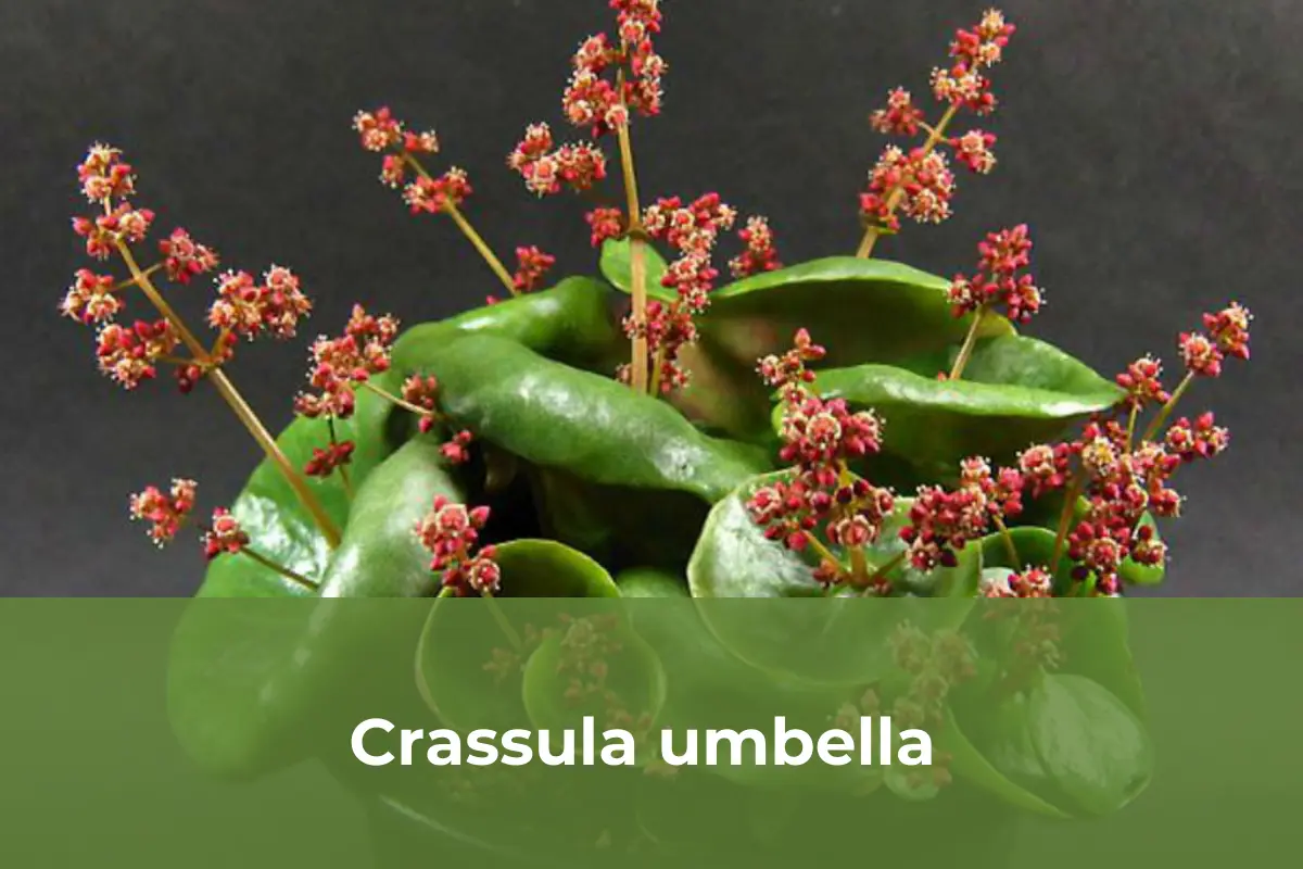Crassula umbella - Cây cảnh độc lạ số 2