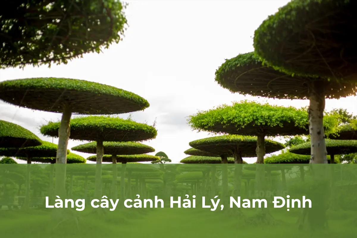 Hải Lý, Nam Định - Viên ngọc quý của tỉnh Nam Định