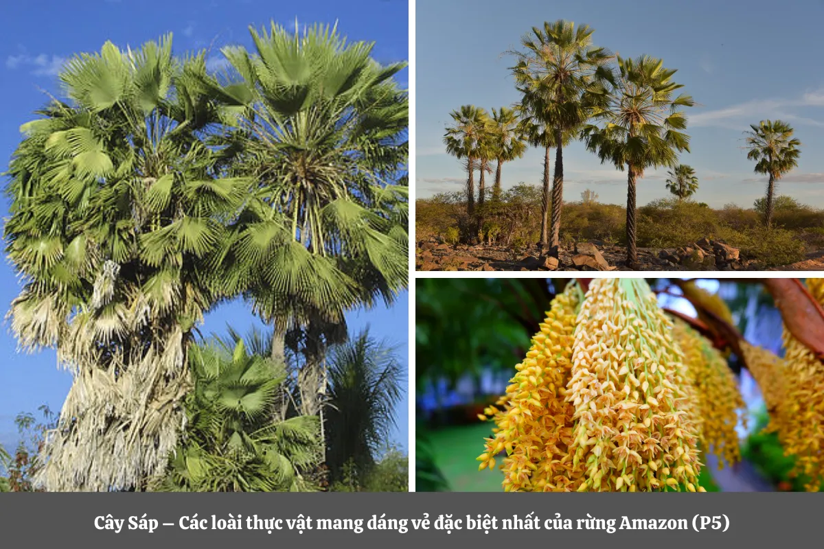 Cây Sáp (Copernicia prunifera) – Các loài thực vật mang dáng vẻ đặc biệt nhất của rừng Amazon (P5)