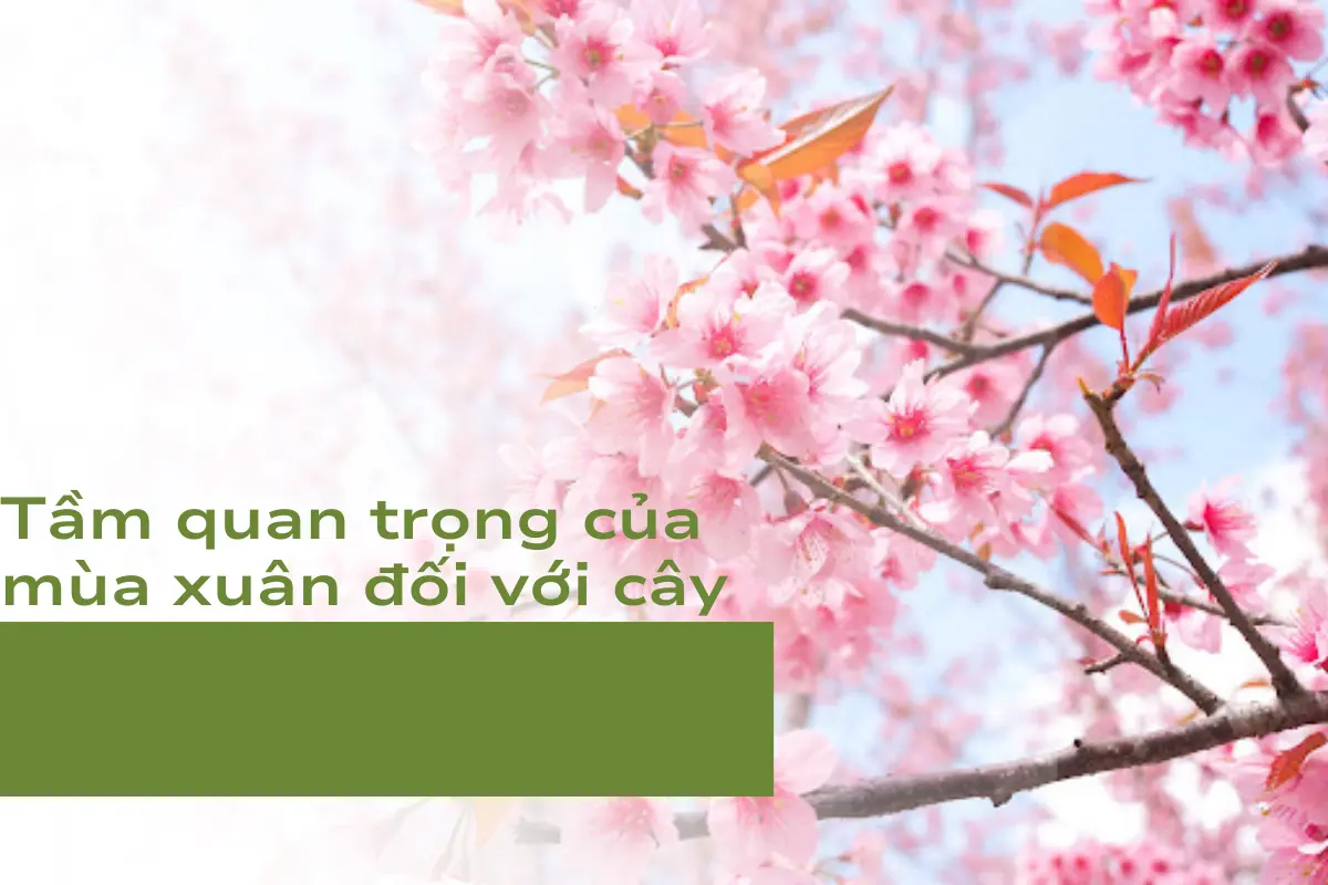 Tầm quan trọng của mùa xuân đối với cây
