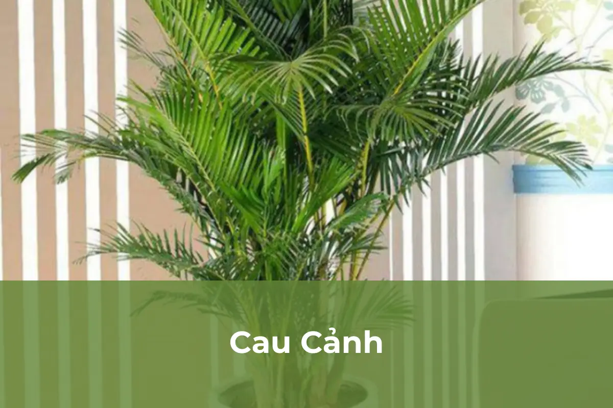 Cau Cảnh - Cây nên trồng vào tháng cô hồn số 1
