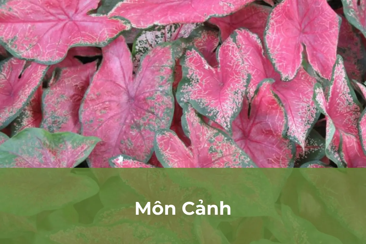 Môn Cảnh nguy hiểm đến an toàn của trẻ nhỏ