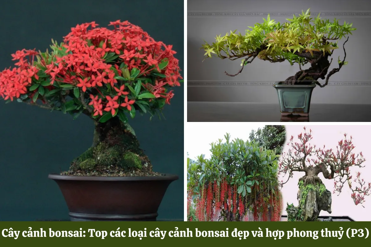 Cây cảnh bonsai đẹp và hợp phong thuỷ