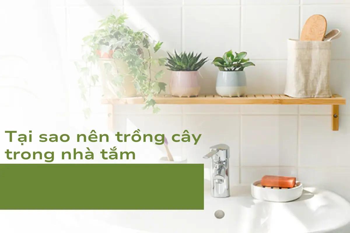 Tại sao nên trồng cây cảnh trong nhà tắm?