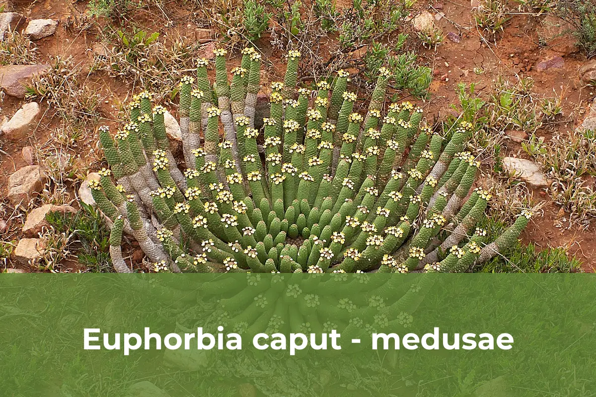 Euphorbia caput - medusae - Cây cảnh độc lạ số 4