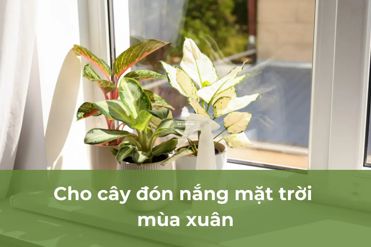 Cho cây đón nắng mặt trời mùa xuân