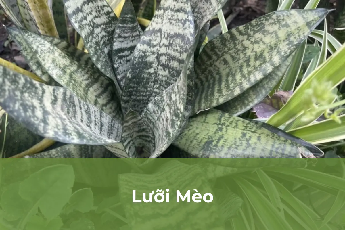 Lưỡi Mèo