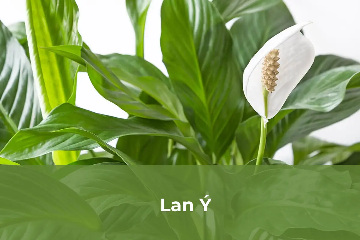 Lan Ý - Cây cảnh tặng vào ngày Quốc tế Phụ nữ số 3