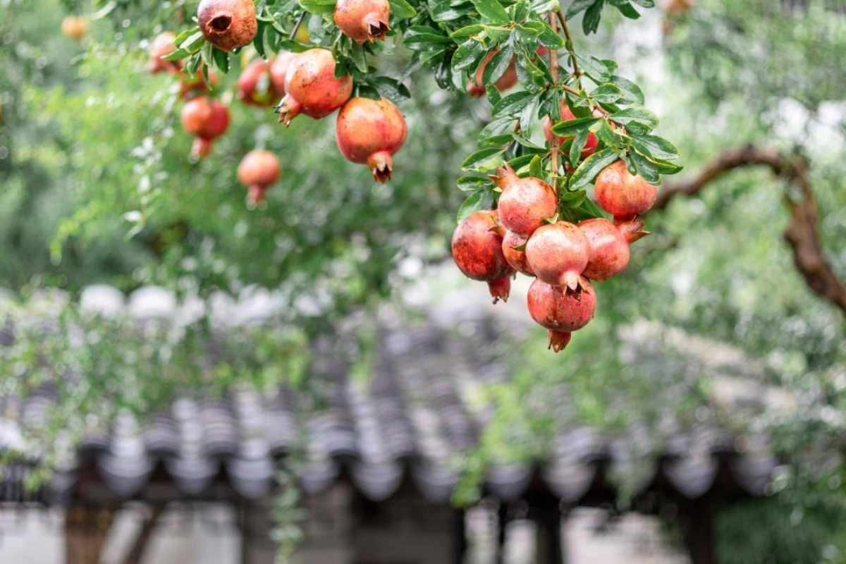 Tuổi thọ của cây lựu cũng rất dài, trồng một cây trong sân có thể đồng hành cùng sự trưởng thành của nhiều thế hệ.