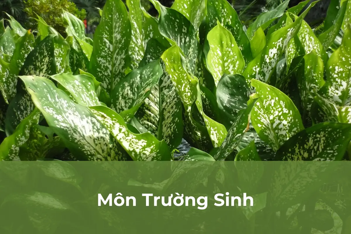 Môn Trường Sinh nguy hiểm cho thú cưng