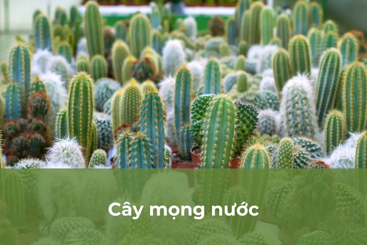 Xuất hiện rệp sáp trên cây mọng nước