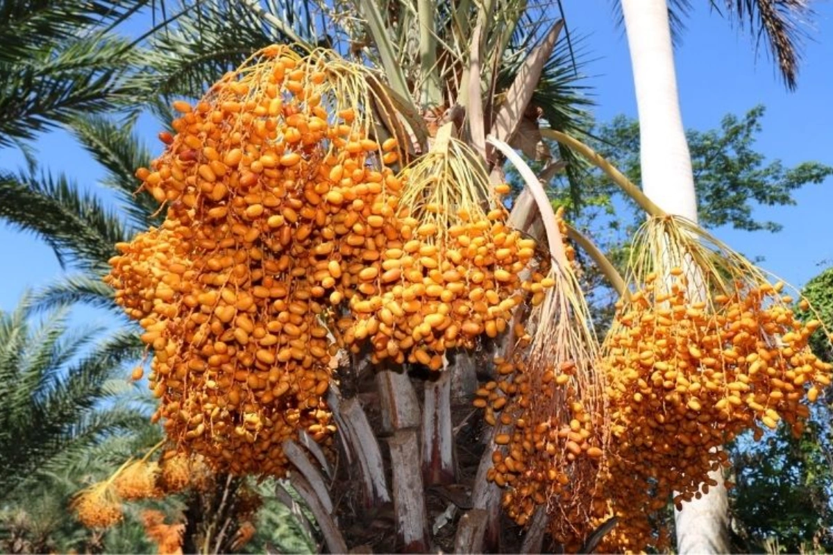 Lưu ý trong cách trồng và chăm sóc