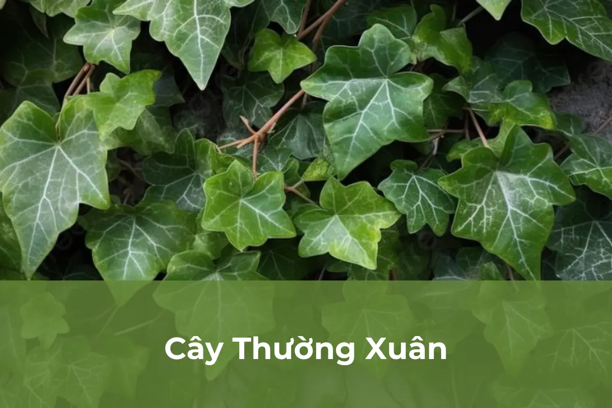 Cây Thường Xuân - Cây ngăn nấm mốc số 4