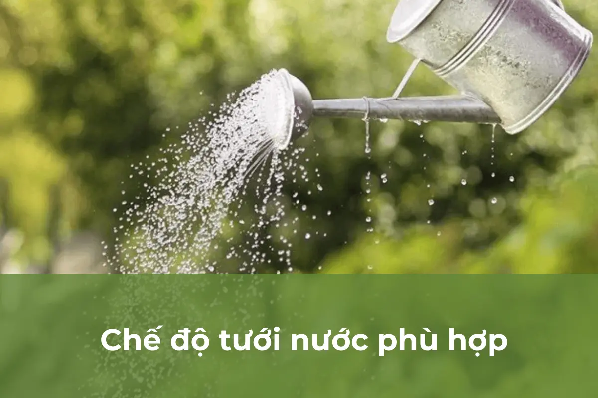 Chế độ tưới nước phù hợp