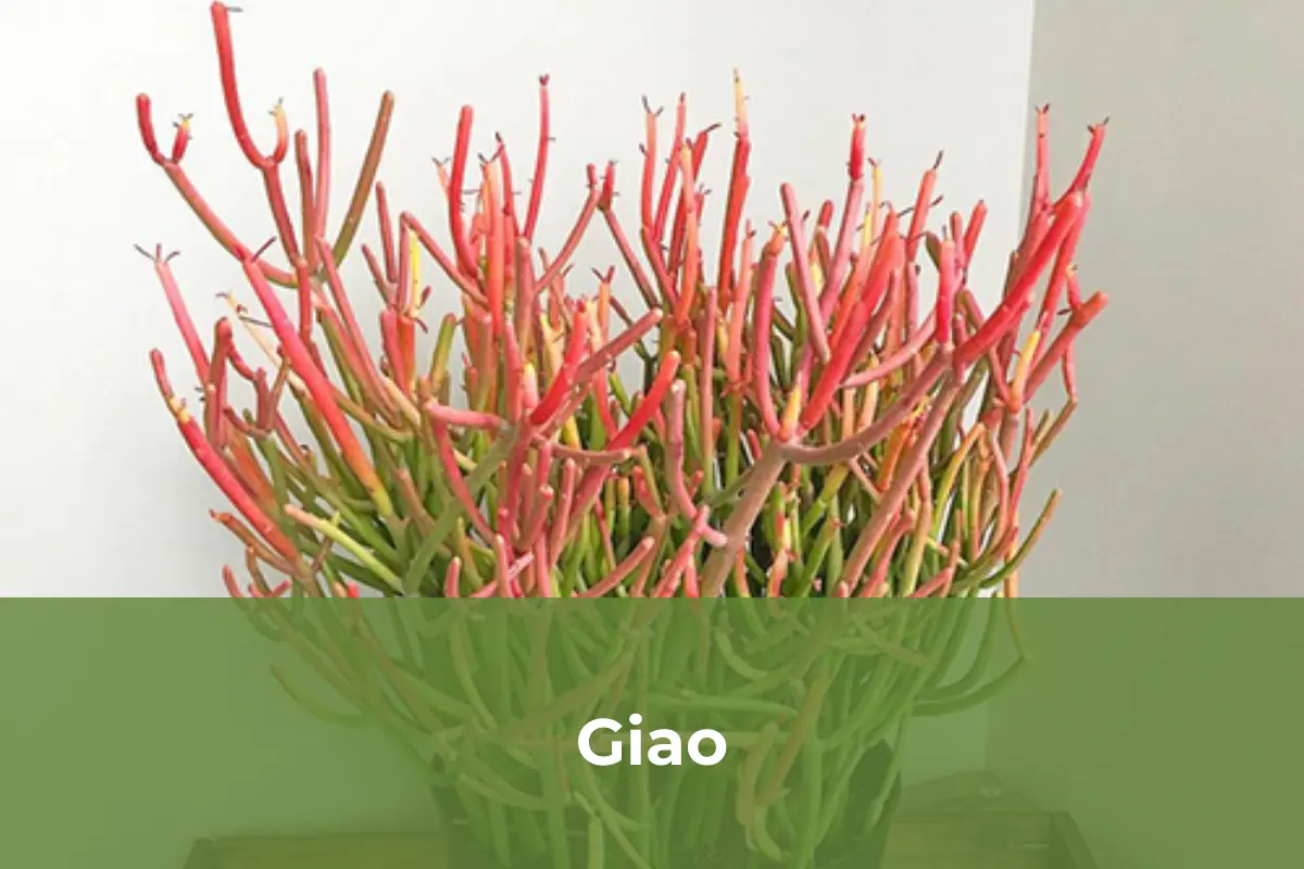Giao - Cây cảnh độc lạ số 6