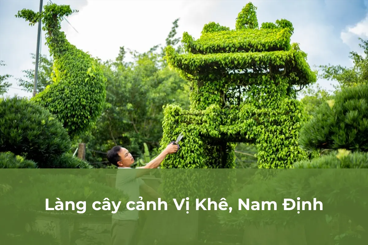 Vị Khê, Nam Định - Làng cây cảnh lâu đời nhất Việt Nam