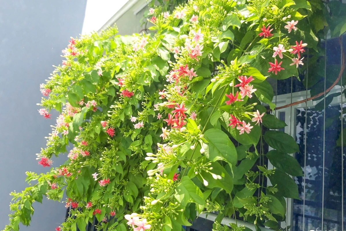 Cây cảnh có nguồn gốc từ các nước châu Á và Châu Phi