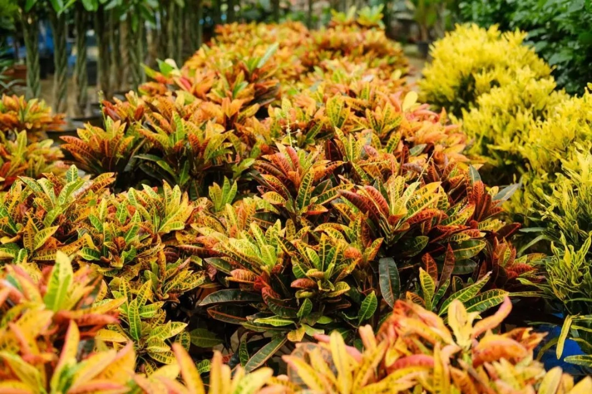 Cây cảnh này có tên tiếng Anh là Croton hoặc Garden croton