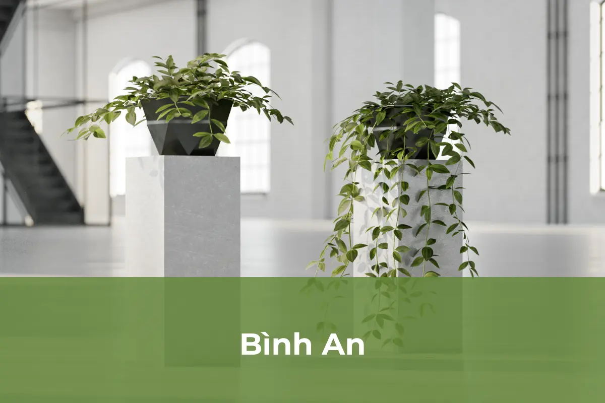 Bình An - Cây cảnh an toàn số 2