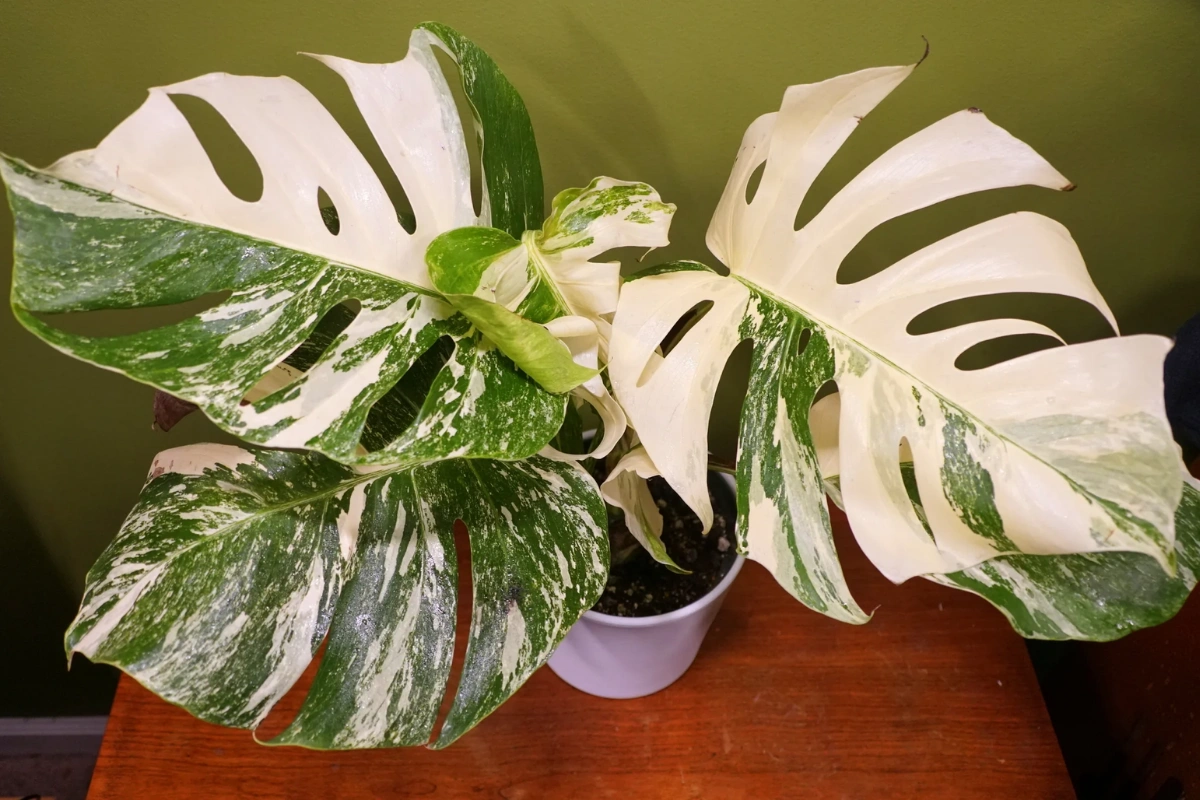 cây monstera