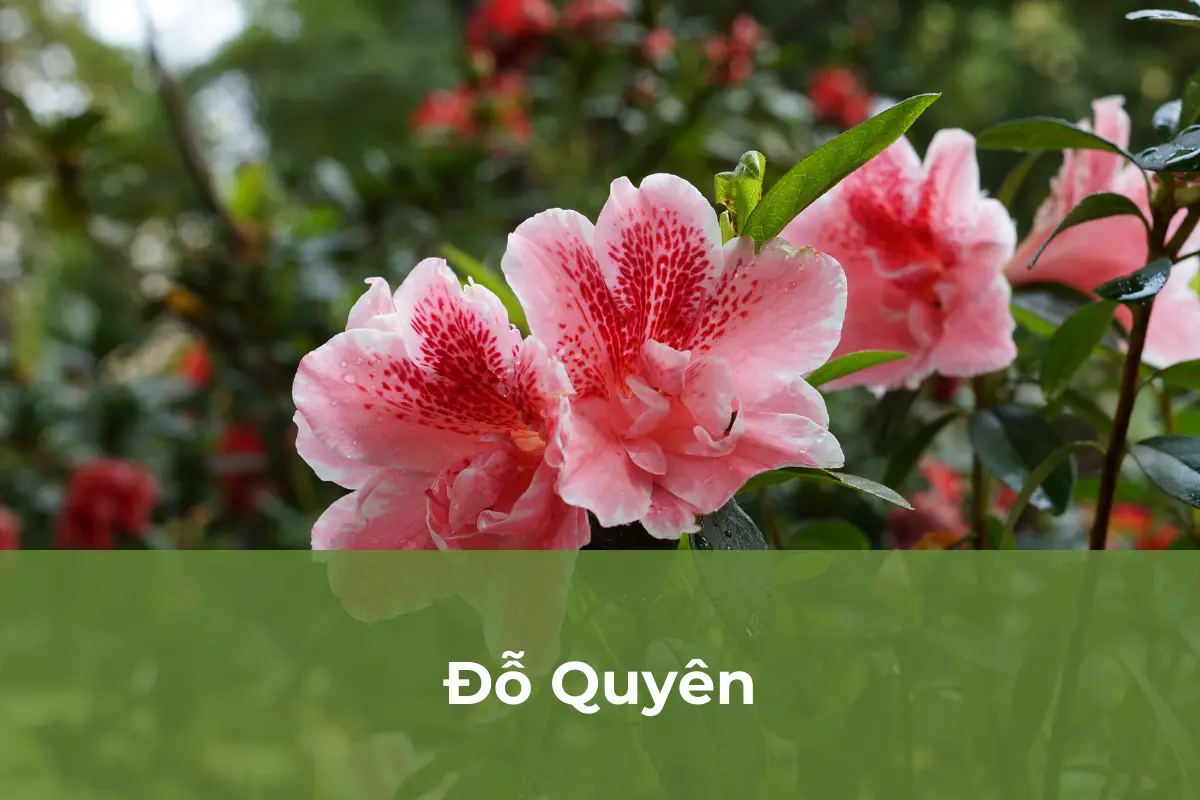 Đỗ Quyên có thể gây tử vong ở trẻ nhỏ