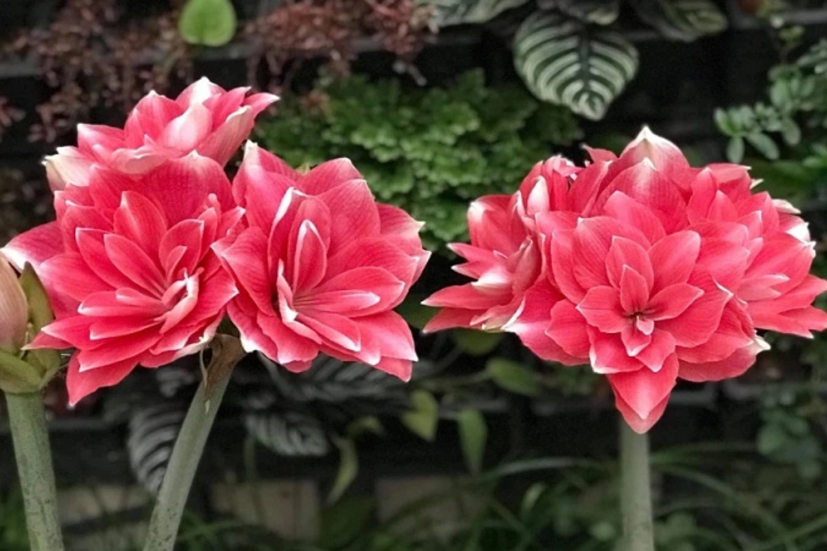 biểu tượng của vẻ đẹp huy hoàng và niềm tự hào
