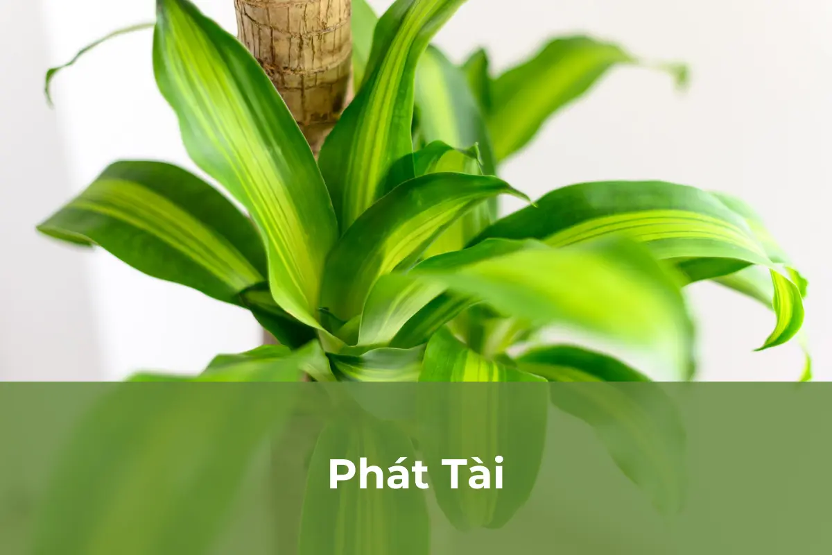 Phát Tài - Cây cảnh tặng vào ngày Quốc tế Phụ nữ số 5