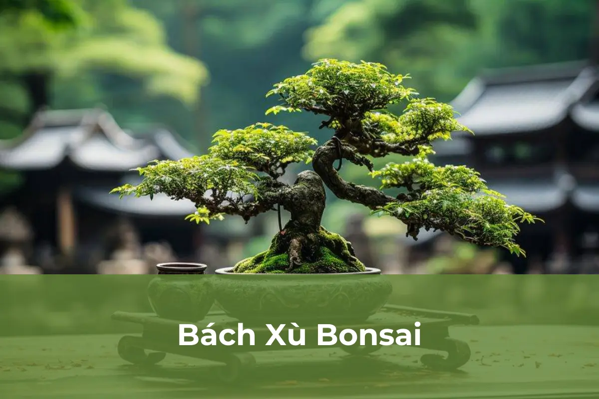 Bách Xù Bonsai có thể gây dị ứng