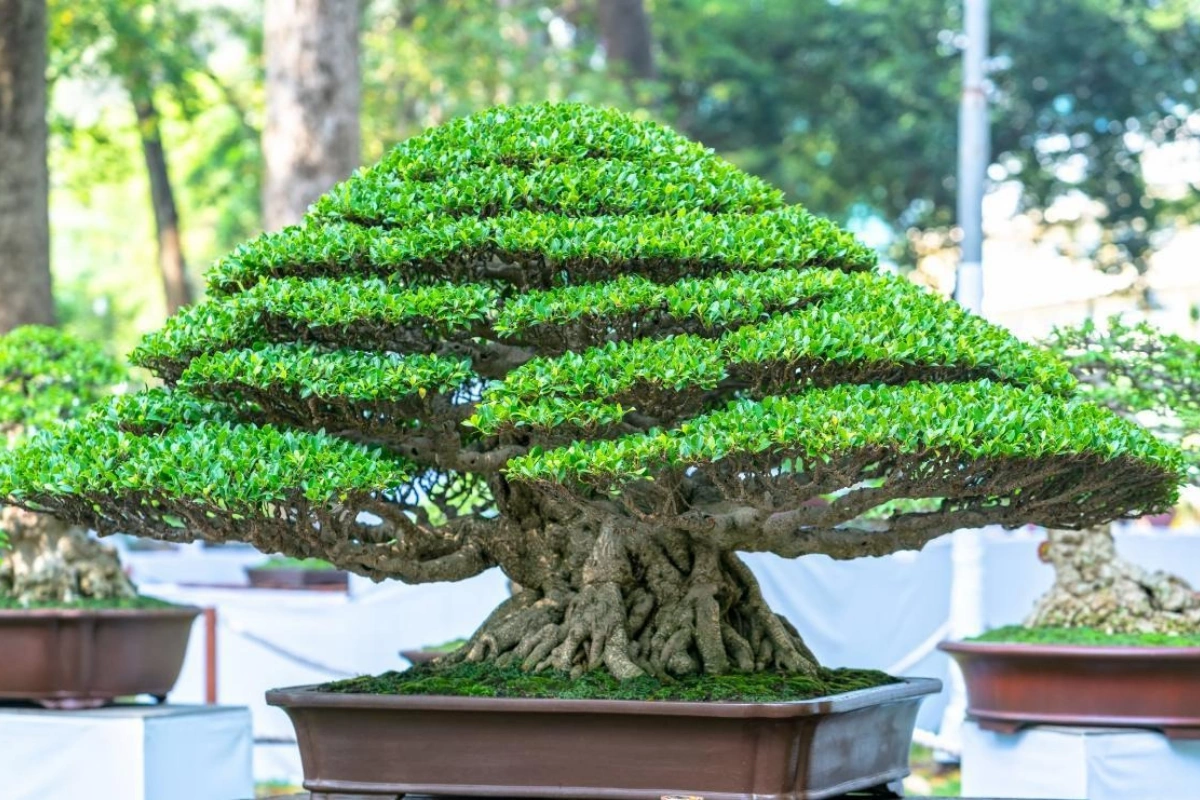 Lá của loài cây này nhẵn bóng, xếp ngay ngắn trên cành, tạo cho cây vẻ ngoài thanh tú, nhã nhặn.