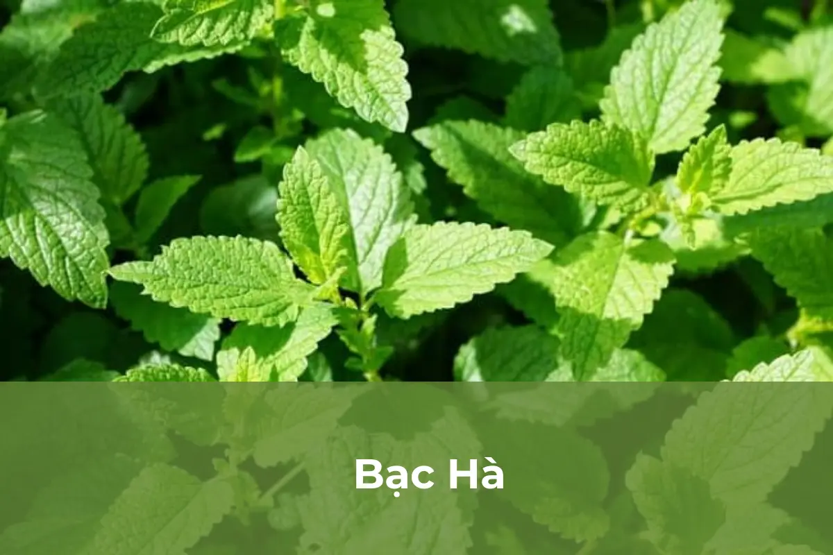 Bạc Hà