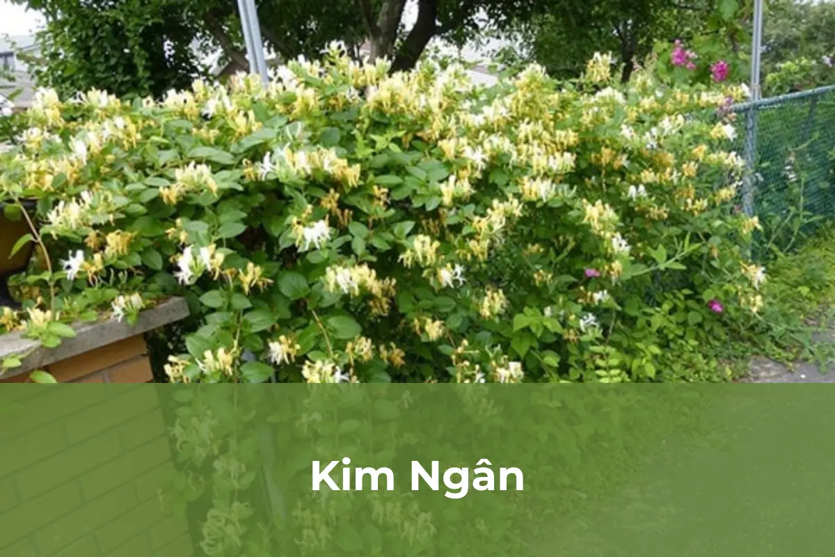 Kim Ngân - Cây nên trồng vào tháng cô hồn số 4