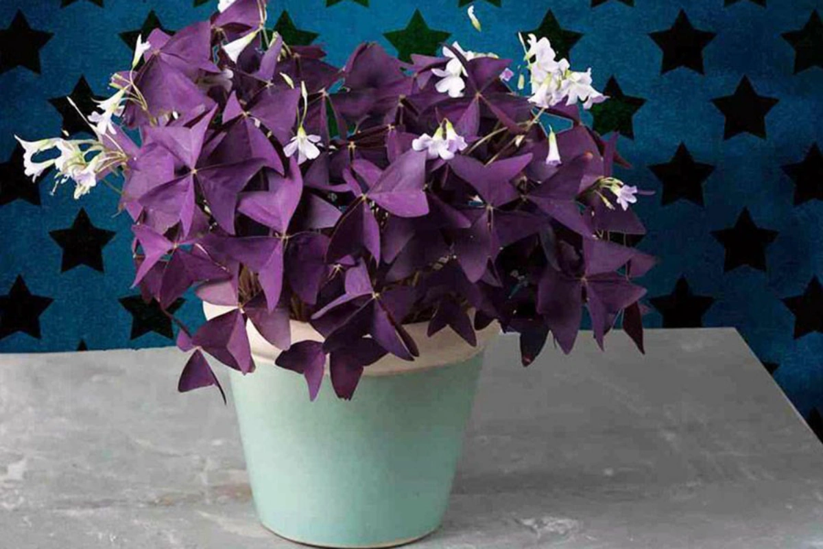 Cây bướm đêm là biểu tượng của sự sống, sự hồi sinh và sự vĩnh cửu